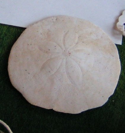Sand Dollar                             